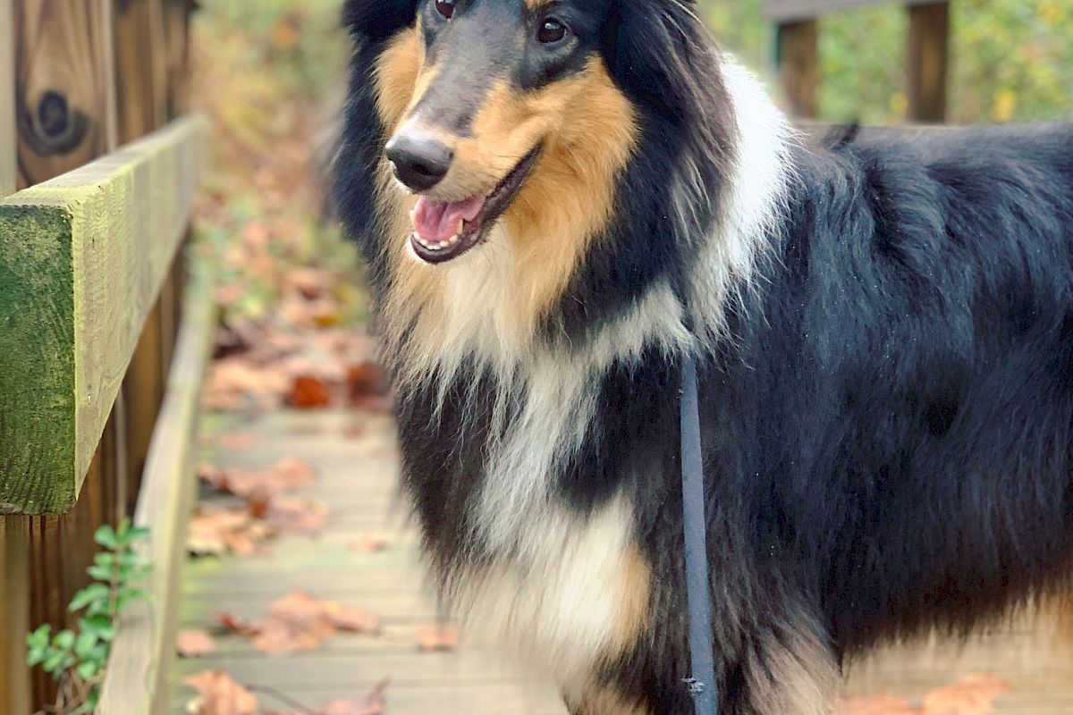 A Collie dog on a wooden pathway, surrounded by autumn leaves, looking at the camera. The setting appears to be a forested area.