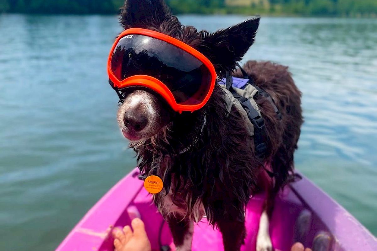 A dog wearing goggles stands on a pink kayak with a body of water and green hills in the background. The dog's owner is also visible in the image.